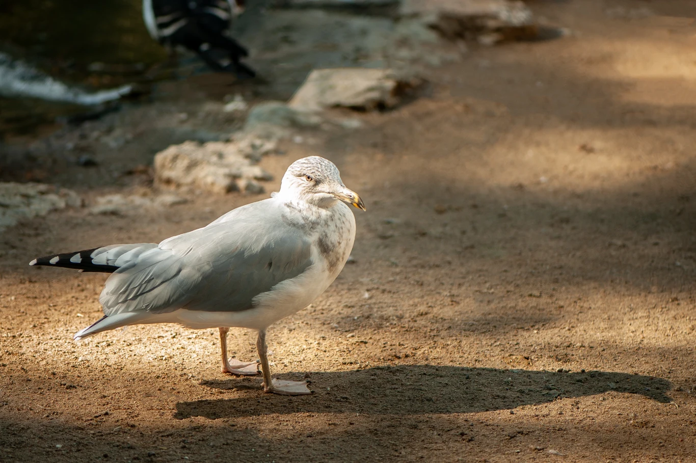 Mewy zakłócają spokój turystom na Lanzarote. Mogą też stwarzać zagrożenie sanitarne. 