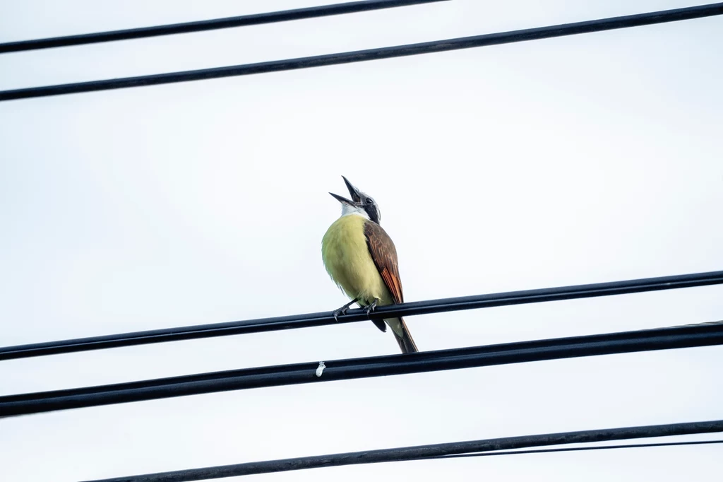 W jakim celu ptaki wydają z siebie melodię?