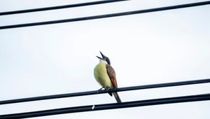 W jakim celu ptaki wydają z siebie melodię?