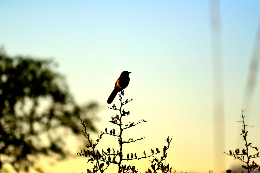 Niektóre gatunki ptaków zaczynają śpiew jeszcze przed wschodem słońca