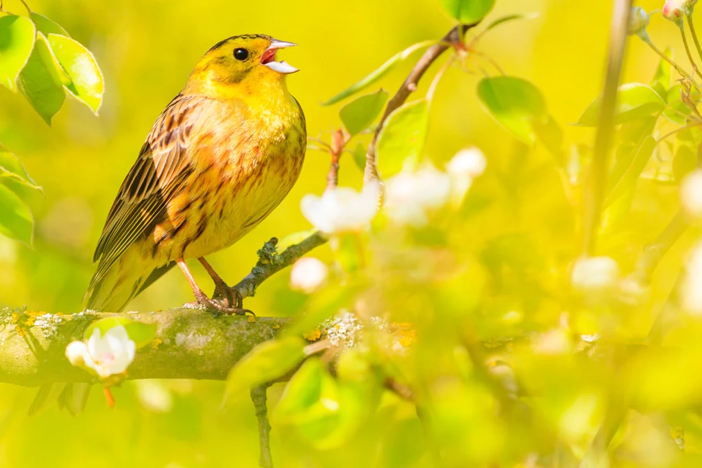 Słońce i hałas mają wpływ na śpiew ptaków