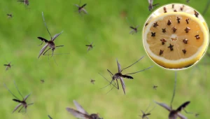 Wystarczą plasterki cytryny i goździki. Powstrzymasz inwazję komarów, nim na dobre się zacznie