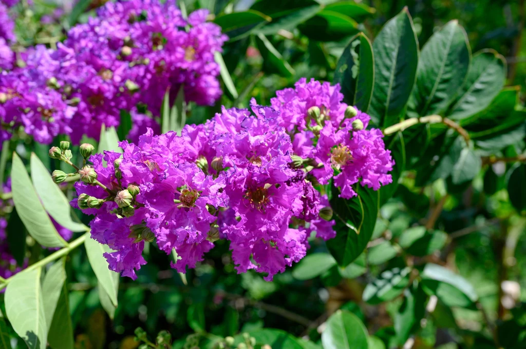 Lagerstroemia - Figure 1