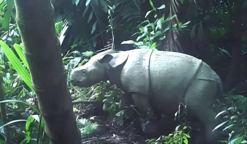 Młody nosorożec jawajski zaobserwowany w 2021 r. 