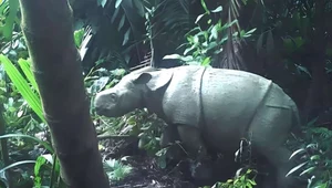 Młody nosorożec jawajski zaobserwowany w 2021 r. 