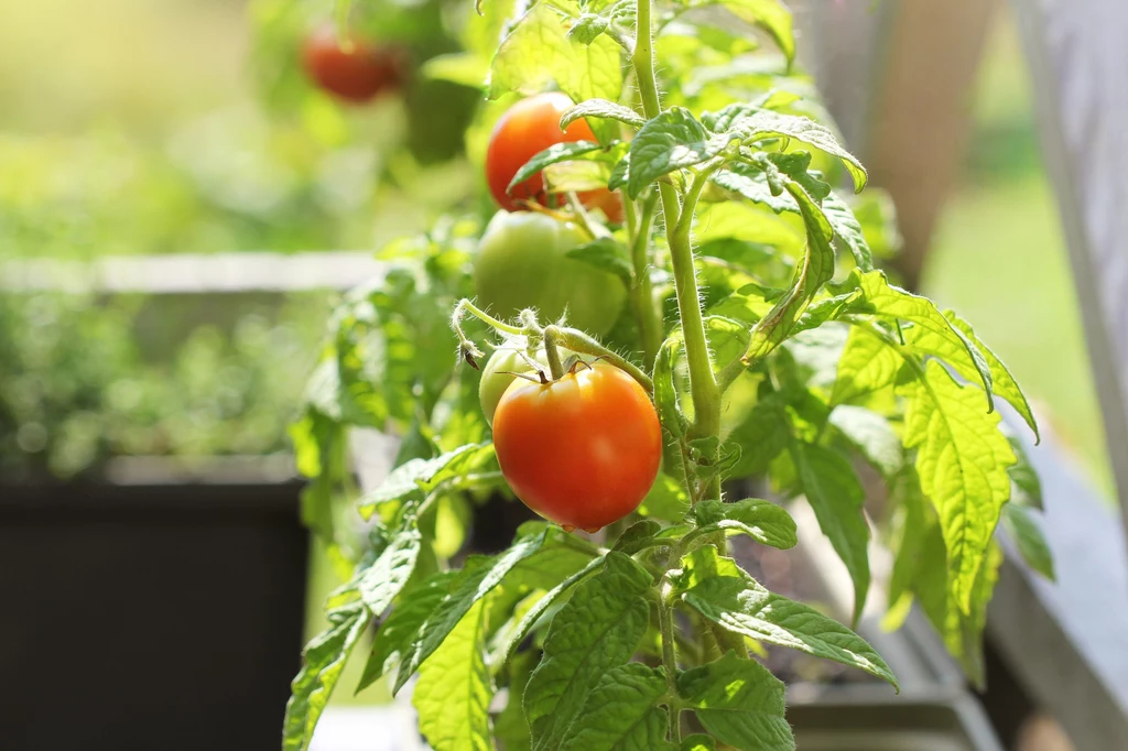 Pomidory koktajlowe to warzywa, które mogą być uprawiane na balkonie.