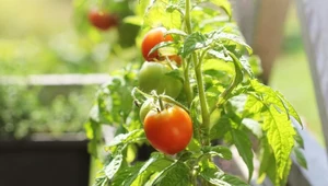 Pomidory koktajlowe to warzywa, które mogą być uprawiane na balkonie.
