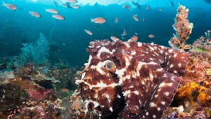 Niespodziewane skutki ocieplenia klimatu. Złe wieści dla głowonogów