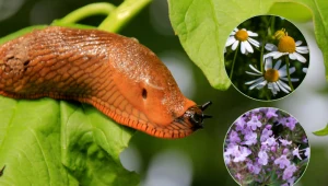 Te rośliny odstraszają ślimaki. Wysiej je w ogrodzie, a szkodnik nie zniszczy upraw