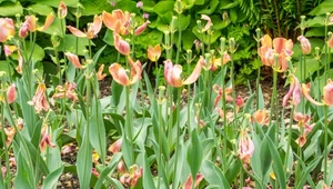 Co wpływa na brak kwitnienia tulipanów?