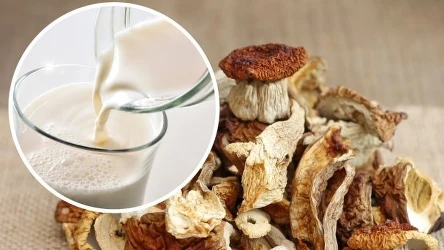 W czym moczyć suszone grzyby? | Fot.123RF/Picsel