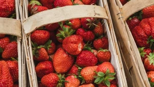Sezon na truskawki zbliża się wielkimi krokami. Co wpływa na ostateczną cenę owoców? 