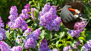 Bez nie kwitnie? Być może zapomniałeś o tym zabiegu