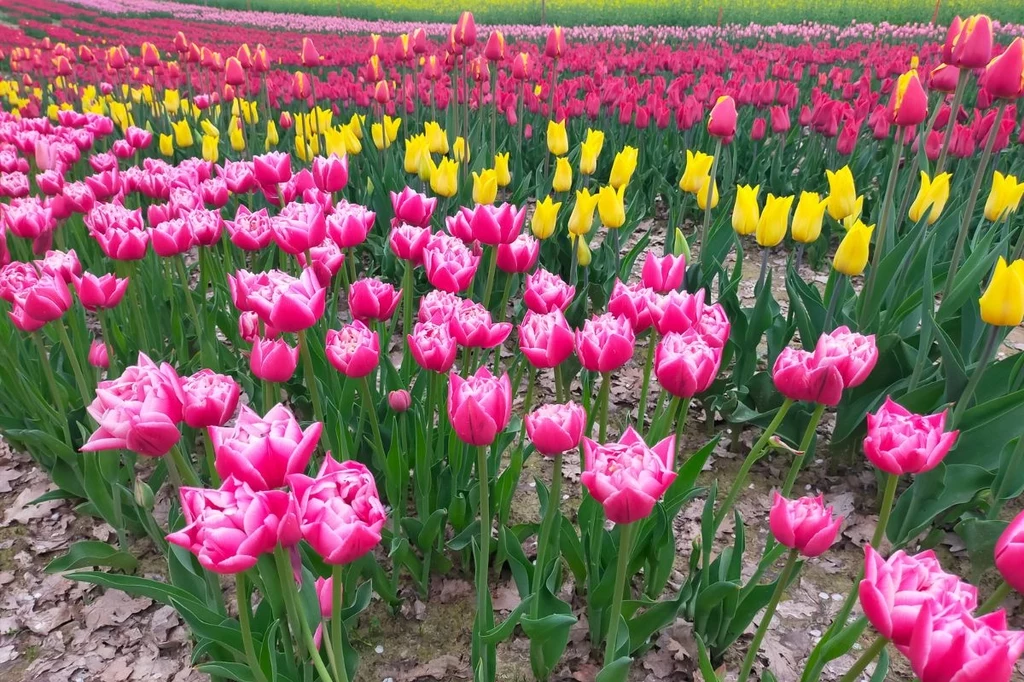Gdzie są pola tulipanów w Polsce? Ruszaj pod Kraków