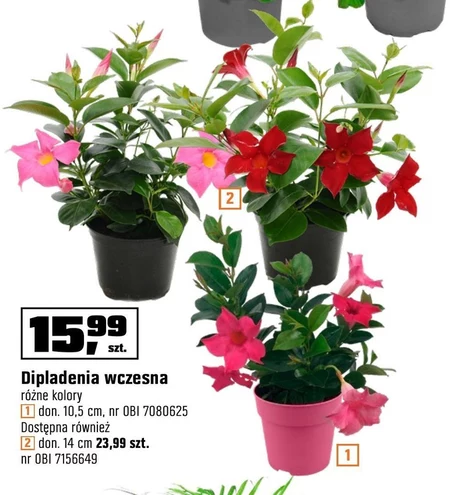 Dipladenia