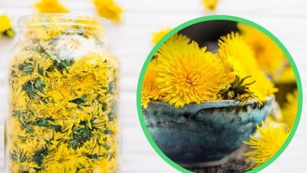 Jakie właściwości ma ocet z mniszka lekarskiego? | Fot.123RF/Picsel