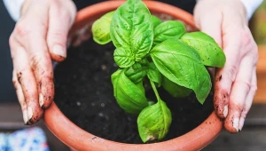 Nie tylko lawenda. Ta roślina również odstrasza komary, a kosztuje kilka złotych