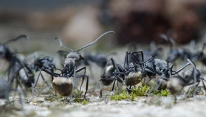 Mrówki reagują na zmiany klimatyczne