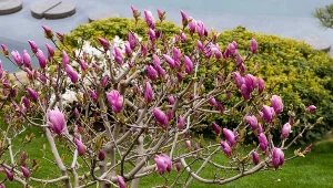 Ta magnolia może kwitnąć dwa razy w sezonie. Ważne są dwie rzeczy