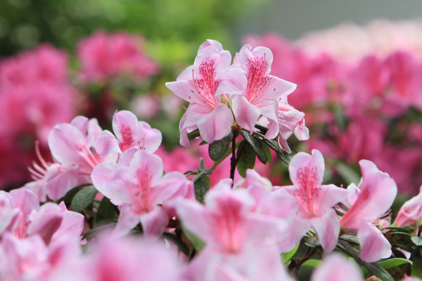 W prosty sposób ochronisz kwitnące krzewy przed nieproszonymi gośćmi