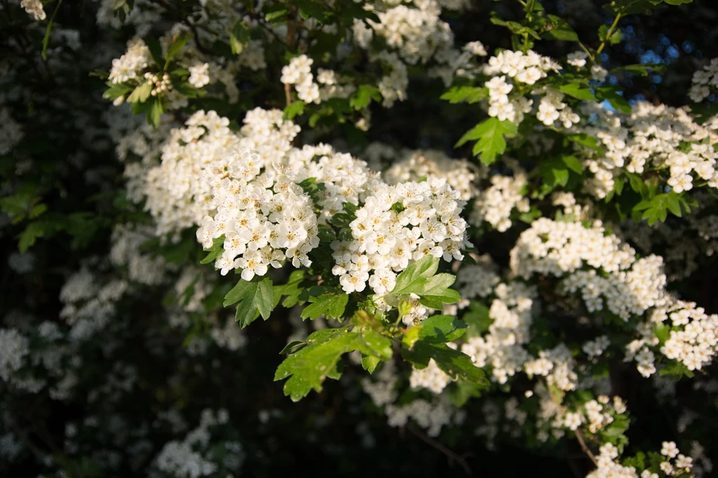 Głóg rośnie najczęściej na skraju lasów, zachwycając wiosną białymi kwiatami