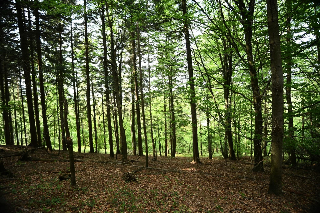 Oprócz osuszenia torfowisk w planie, który zamieścił Urząd Miasta Stalowej Woli zaplanowano także wycinkę prawie 1000 hektarów lasów pod tereny przemysłowe