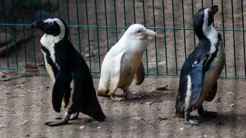 Polski pingwin przylądkowy o imieniu Kokosanka zdobył serca internautów. To jedyna taki osobnik ze wszystkich zoo na całym świecie
