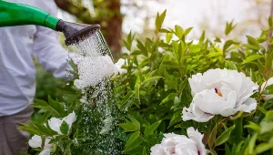 Piwonie będą bujne, jak nigdy. Wystarczy, że raz na dwa tygodnie podlejesz je tym