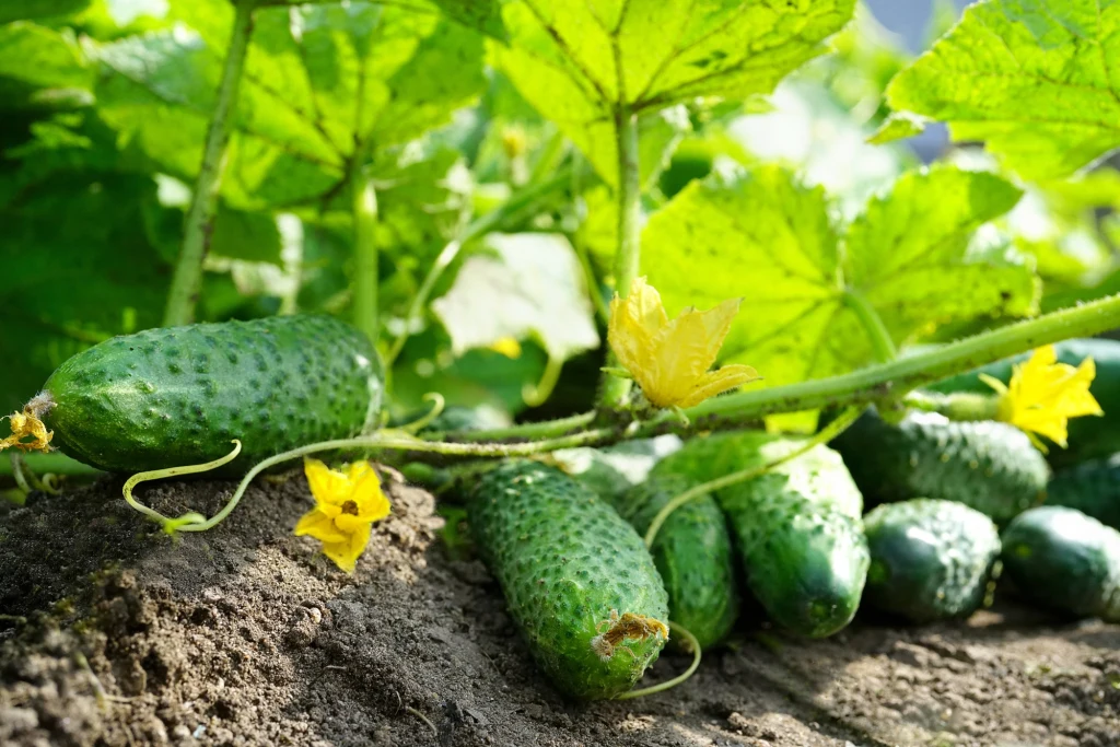 Bogate plony ogórków gruntowych