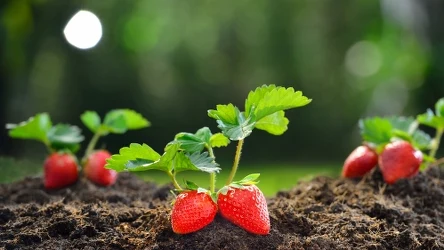 Truskawki najlepiej rosną na glebach o lekko kwaśnym odczynie,