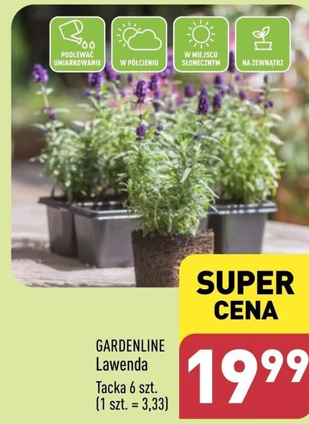 Lawenda Gardenline