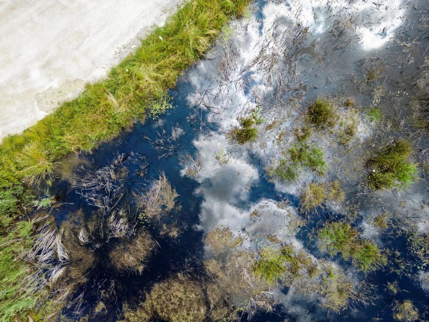 Tereny podmokłe są zbawienne dla klimatu. Mogą stanowić też cenną linię obrony Stalowa Wola chce osuszyć mokradła i wyciąć 1000 hektarów lasu pod nowe inwestycje - alarmują mieszkańcy i ekolodzy