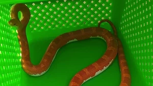 W Warszawie w jednym z bloków znaleziono biało-czerwonego węża zbożowego