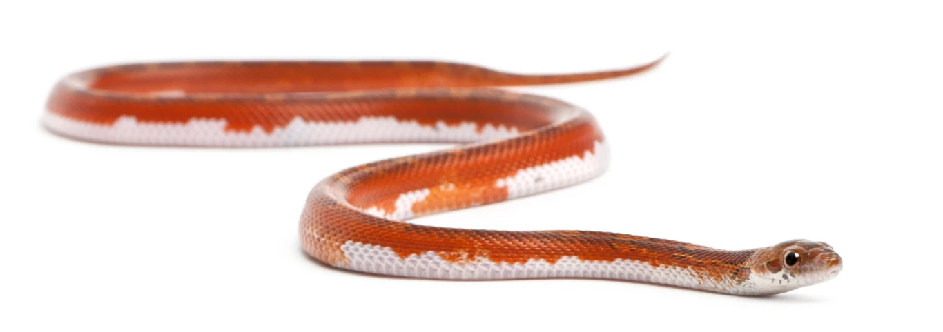 Bloodred Pied to osobliwa odmiana węża zbożowego Pantherophis Guttatus. Osobniki o takim umaszczeniu są, jak wskazuje nazwa, krwistoczerwone, ale miejscami - szczególnie na brzuchu - mają też białe łaty