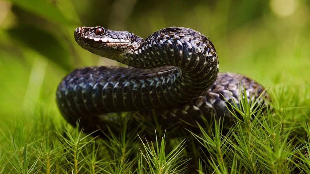 Żmija zygzakowata Vipera berus na czas zimy przechodzi w stan spoczynku