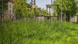 W tym roku koszenie trawników w Warszawie zacznie się aż o miesiąc wcześniej - zapowiedziało miasto. Wszystko przez zaskakująco szybkie rozpoczęcie sezonu wegetacyjnego roślin