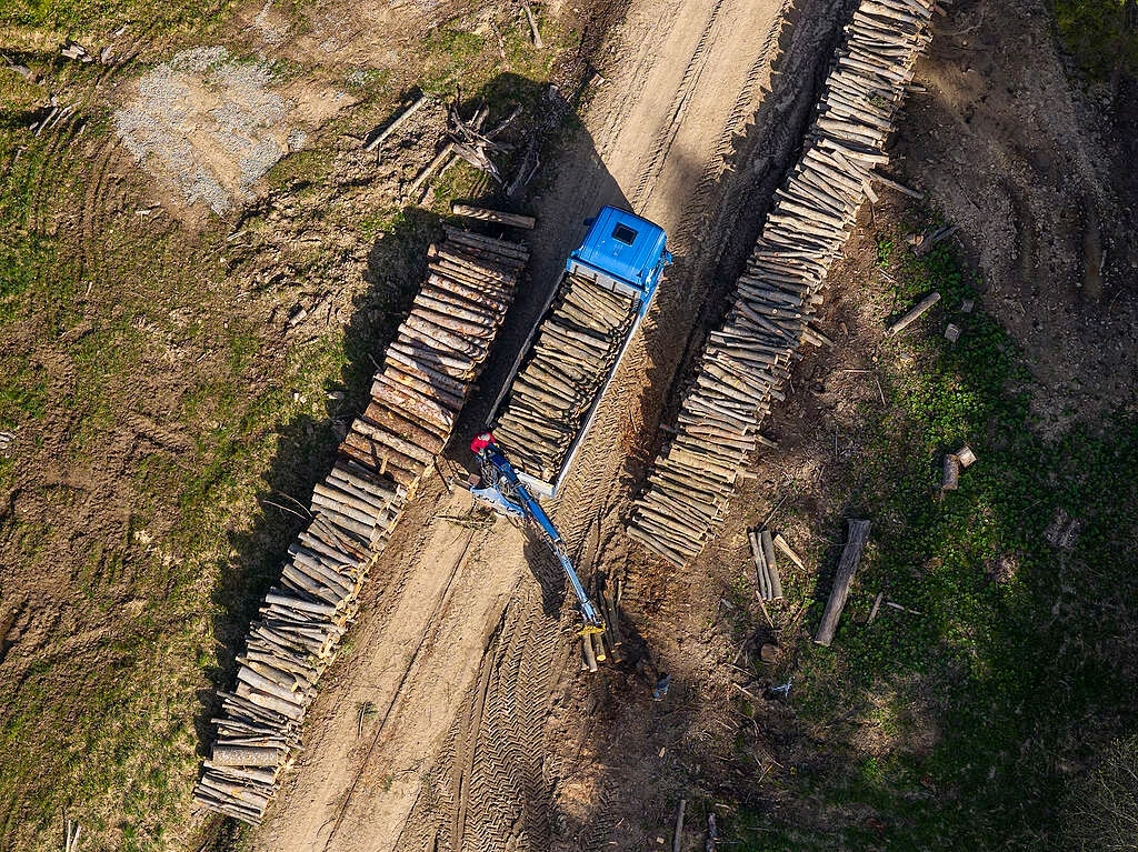 Według szacunków Greenpeace Polska, codziennie z polskich lasów wyjeżdża ponad 5,8 tys. ciężarówek drewna