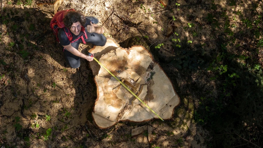 Zdaniem aktywistów z Greenpeace Polska w Bieszczadach wycięto kilkadziesiąt drzew o wymiarach pomnikowych, mimo że zakazało tego ministerstwo. Nadleśnictwo zaprzecza tym doniesieniom i mówi, że drzewa wycięto przed wprowadzeniem zakazu