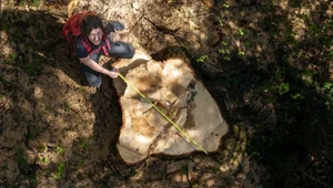 Zdaniem aktywistów z Greenpeace Polska w Bieszczadach wycięto kilkadziesiąt drzew o wymiarach pomnikowych, mimo że zakazało tego ministerstwo. Nadleśnictwo zaprzecza tym doniesieniom i mówi, że drzewa wycięto przed wprowadzeniem zakazu