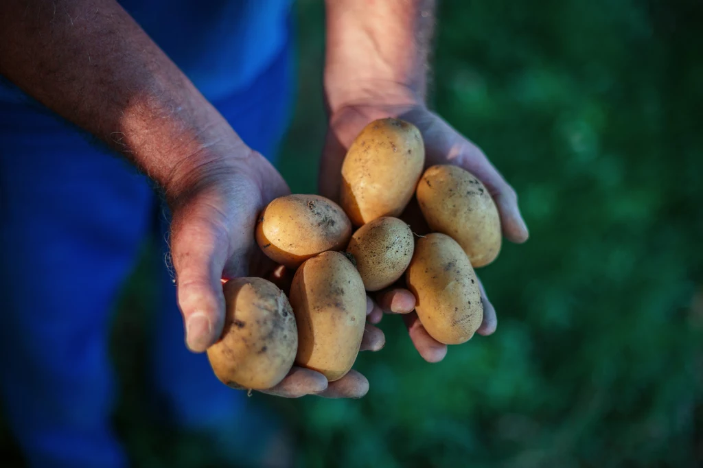 Organizacja zajmująca się testami konsumenckimi zleciła badania ziemniaków z sieci Biedronka i Lidl. Wyniki zaskoczyły - w warzywach z niemieckiego dyskontu wykryto pestycydy