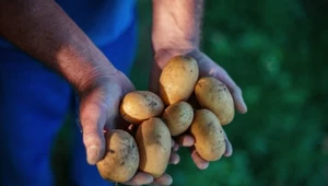 Organizacja zajmująca się testami konsumenckimi zleciła badania ziemniaków z sieci Biedronka i Lidl. Wyniki zaskoczyły - w warzywach z niemieckiego dyskontu wykryto pestycydy