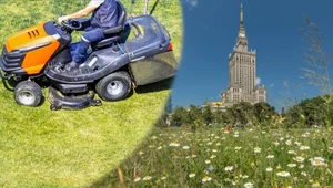 Warszawa zaczyna koszenie trawników miesiąc wcześniej. Powód zaskakuje