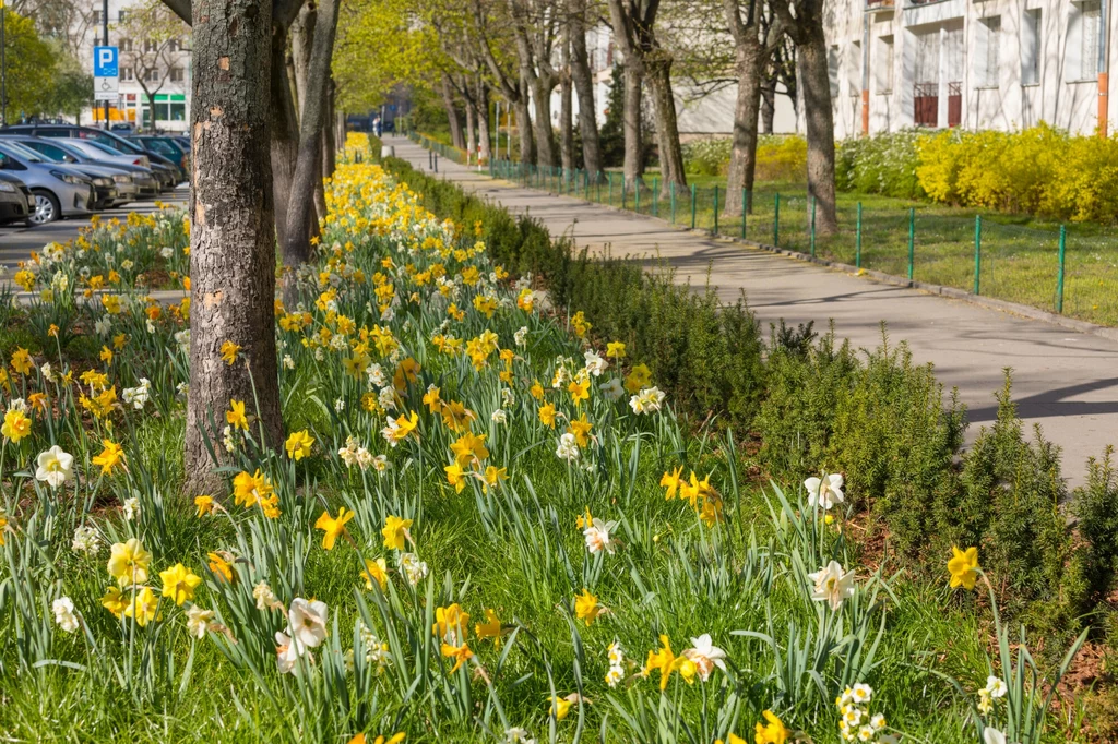 Nie wszystkie tereny zieleni w Warszawie będą koszone. Trawniki nie są ścinane np. pod drzewami. W niektórych miejscach trawę zastępują efektowne rabaty z kwiatów
