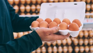 Brązowe jajka za kilka lat znikną ze sklepowych półek - przewidują eksperci. Zdaniem hodowców drobiu jest wiele powodów, dla których lepiej jest sprzedawać jaja białe