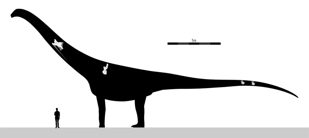 Ten obrazek pokazuje skalę wielkości ogromnych tytanozaurów takich jak puertazaur