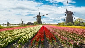 Najlepszy czas na wycieczkę do Holandii. Możesz wziąć udział w słynnym festiwalu