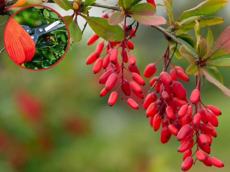 Nie zapomnij o wiosennym cięciu berberysu, jeśli chcesz mieć bujne i gęste krzewy Nie zapomnij o wiosennym cięciu berberysu, jeśli chcesz mieć bujne i gęste krzewy