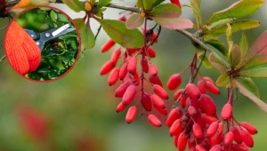 Kiedy przycinać berberysy? Nie przegap tego terminu, a będą bujne i gęste