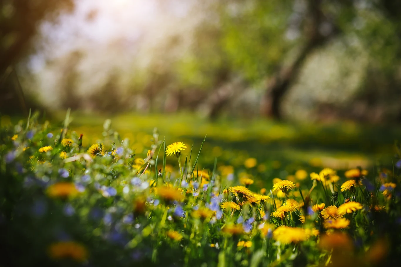 Łąka kwietna pozwala glebie lepiej przyswoić wodę