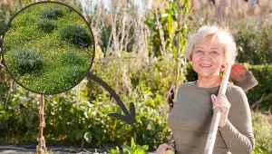 Większość osób uważa go za chwast. Tymczasem to super nawóz, który możesz mieć za darmo